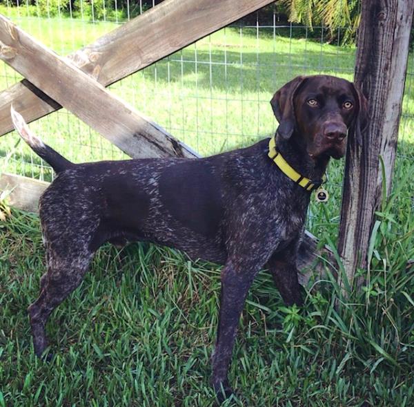/Images/uploads/Southeast German Shorthaired Pointer Rescue/segspcalendarcontest2018/entries/8715thumb.jpg